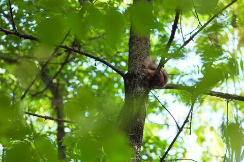 Squirrel gnaws a nut while sitting on a tree branch among green leaves Stock Photos