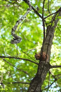 Squirrel gnaws a nut while sitting on a tree branch among green leaves Stock Photos