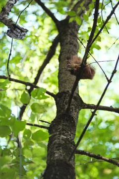 Squirrel gnaws a nut while sitting on a tree branch among green leaves Stock Photos