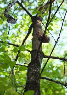 Squirrel gnaws a nut while sitting on a tree branch among green leaves Stock Photos