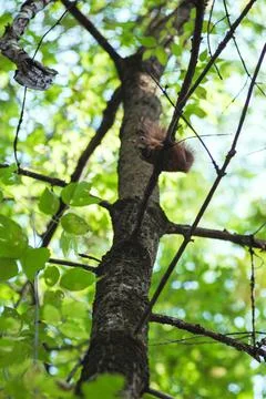 Squirrel gnaws a nut while sitting on a tree branch among green leaves Stock Photos