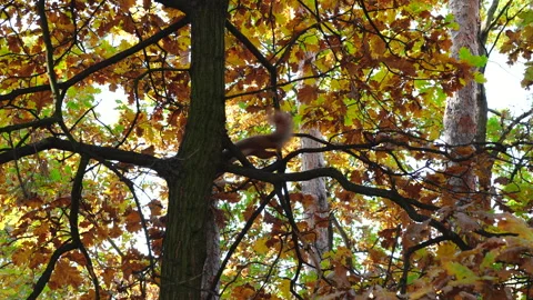 A squirrel gnaws nuts on an oak tree Stock Footage 291273673