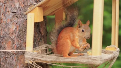 The squirrel gnaws nuts in a tree house. Stock Footage 92311309