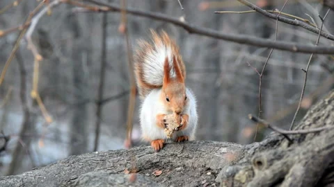 Squirrel gnaws a piece of bread sitting on a branch slow motion Stock Footage 103581948