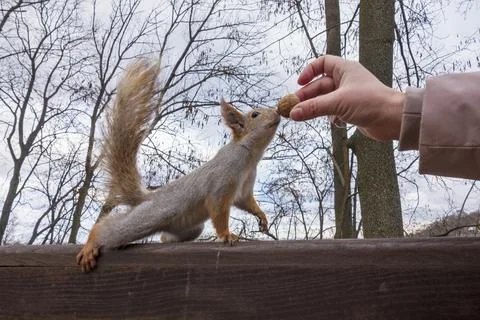 The squirrel goes after the nut in the human hand. Stock Photos