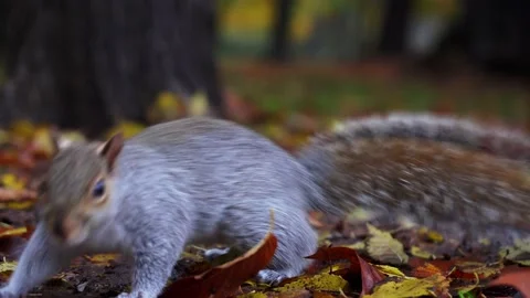 Squirrel that goes away 動画素材 165239408