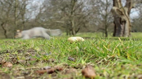 Squirrel grabbing a peanut and running away 動画素材 61831025