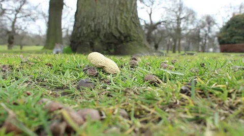 Squirrel grabbing a peanut 動画素材 61830349