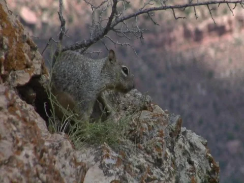 Squirrel at Grand Canyon Stock-Footage 356656