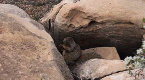 Squirrel in Grand Canyon Stock Footage 37128685