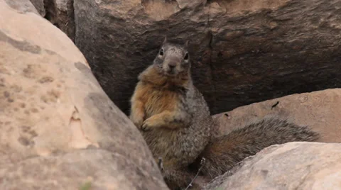 Squirrel in Grand Canyon Stock Footage