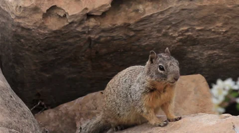 Squirrel in Grand Canyon Stock Footage 37128897