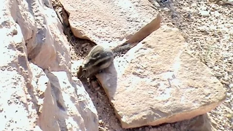 Squirrel in Grand Canyon.   Stock Footage 81577003