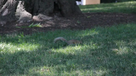 Squirrel in Grass 2 Stock Footage 39946553