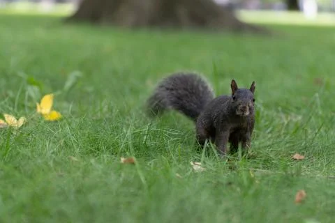 Squirrel on grass in Central Park Foto stock