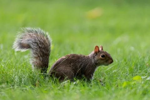 Squirrel in grass in Central Park Foto stock