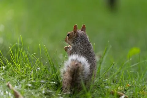 Squirrel in grass in Central Park Stock Photos