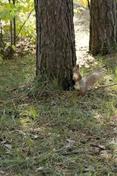 Squirrel on the grass. closeup Stock Photos
