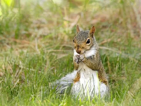 Squirrel in the grass eating. Stock Photos