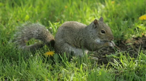 Squirrel in the grass Stock-Footage 704773