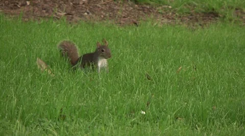 Squirrel in Grass Stock Footage 10735854