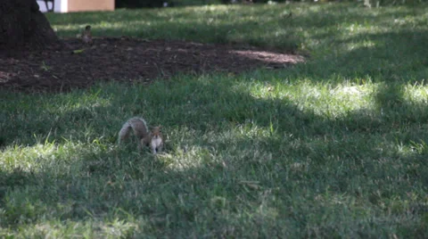Squirrel in Grass Stock Footage 39946567
