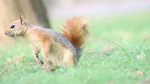 Squirrel on the grass Stock Footage 81493001