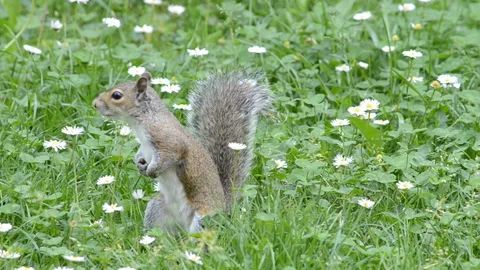 Squirrel in the grass Stock Footage 144486251