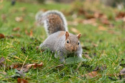 Squirrel on Grass with leaves Stock Photos
