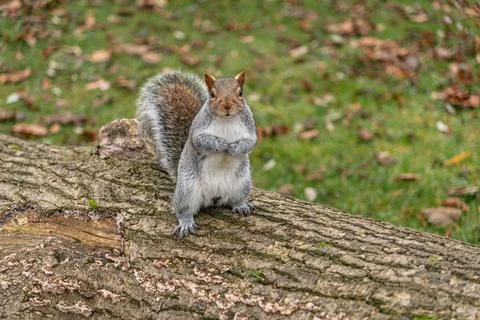 Squirrel on Grass with leaves Photos