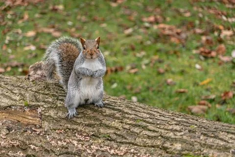 Squirrel on Grass with leaves Stock Photos