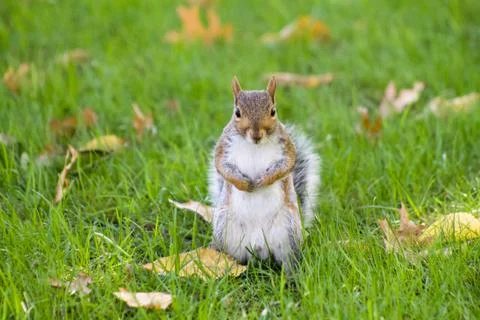 Squirrel in the grass looking in the camera Stock Photos