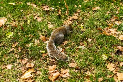 Squirrel in the grass Stock Photos