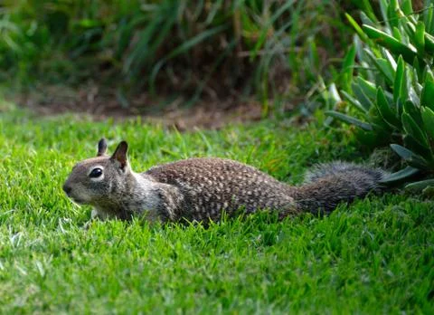 Squirrel in grass Foto stock