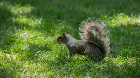 Squirrel in the grass Foto stock