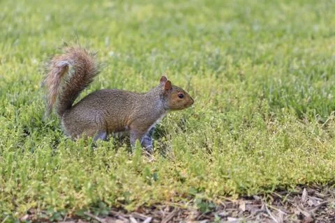 Squirrel on grass Stock Photos