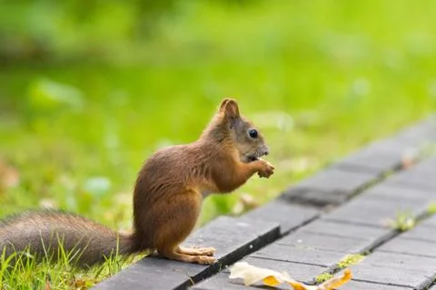 Squirrel on the grass Stock Photos