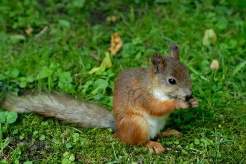 Squirrel on grass Stock Photos