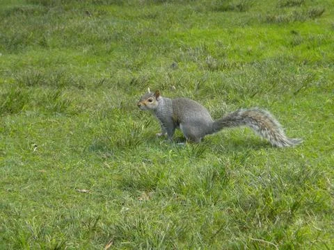 Squirrel on the grass Stock Photos