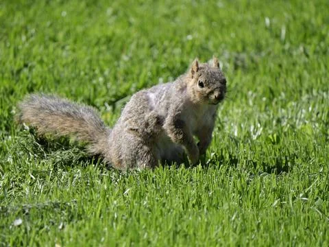 Squirrel on the grass Stock Photos