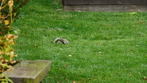 Squirrel in the Grass, A Playful Encounter With Natures Acrobats Stock-Footage 262394310