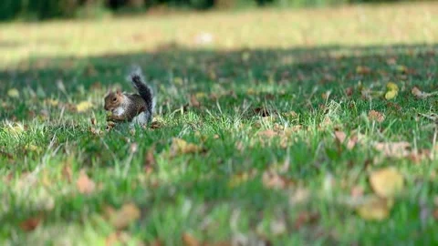Squirrel in the grass on a sunny autumn day, holding an acorn in its paws Stock Footage 316968445