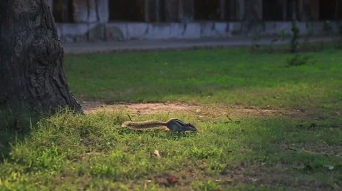 Squirrel on grass sunset park Stock Footage 57763762