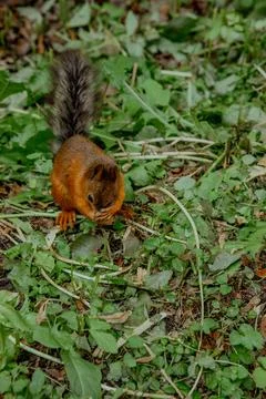 A squirrel on the grass washes its muzzle Stock Photos