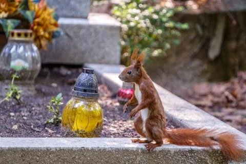 Squirrel on the grave Stock Photos