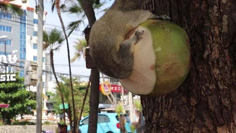 A squirrel with gray fur eats a young green coconut, which is on a tree. Stock Footage 246742614