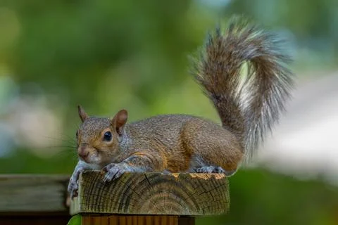 Squirrel. Gray squirrel animal. Stock Photos