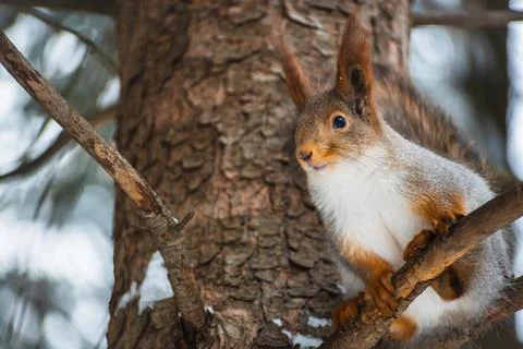 A squirrel in a gray winter coat sits on a tree. Eurasian red squirrel. Sciur Stock Photos