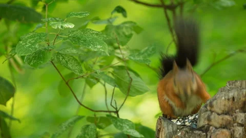 Squirrel in a green forest gnaws nuts Stock Footage 98764257