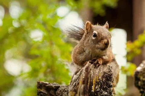 Squirrel in a Green Forest Stock Photos